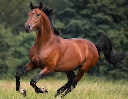 نژادهای اسب